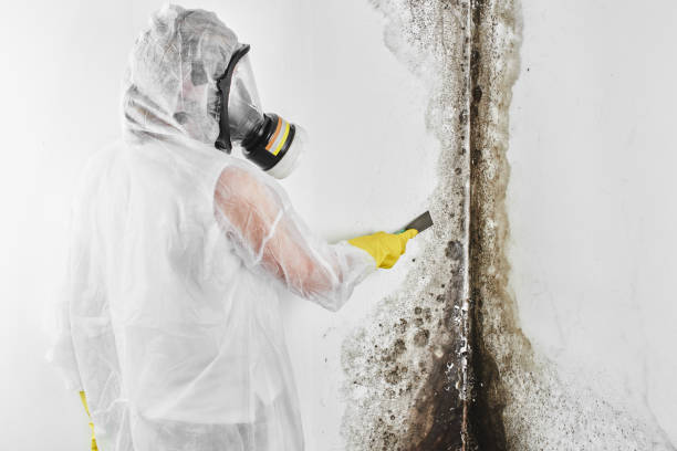 Best Emergency Mold Remediation in Oconomowoc, WI