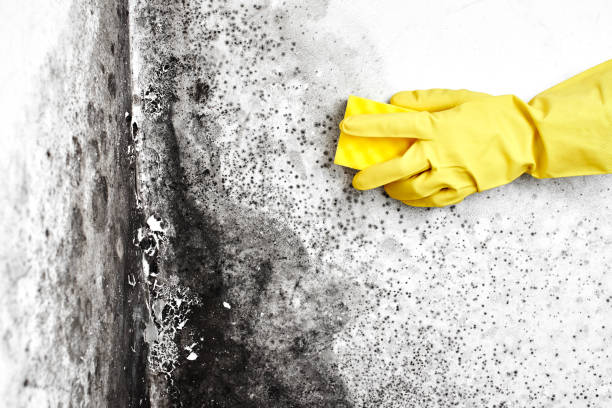 Best Residential Mold Remediation in Oconomowoc, WI