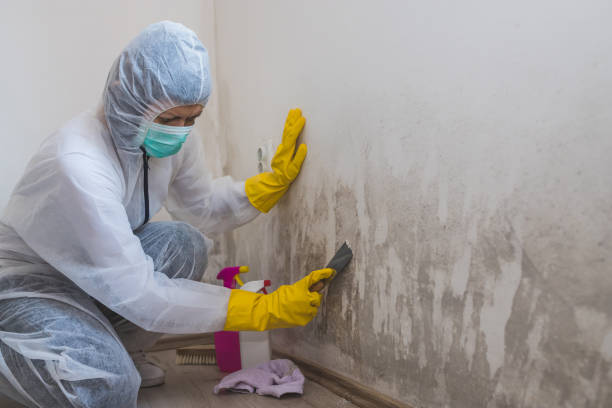 Best Mold Testing and Inspection Services in Oconomowoc, WI