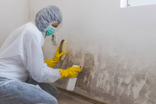 Best Residential Mold Remediation in Oconomowoc, WI