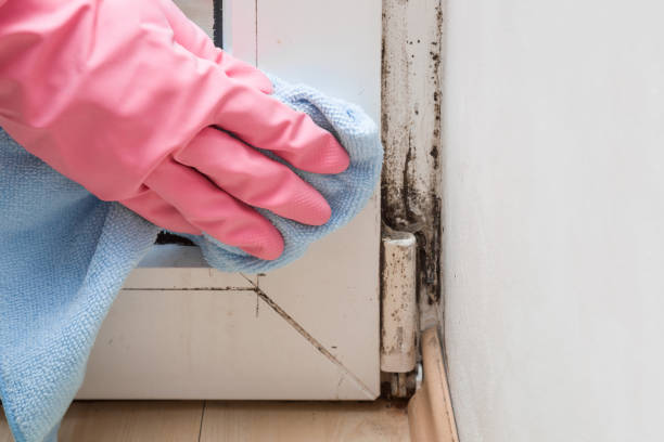 Best Mold Testing and Inspection Services in Oconomowoc, WI